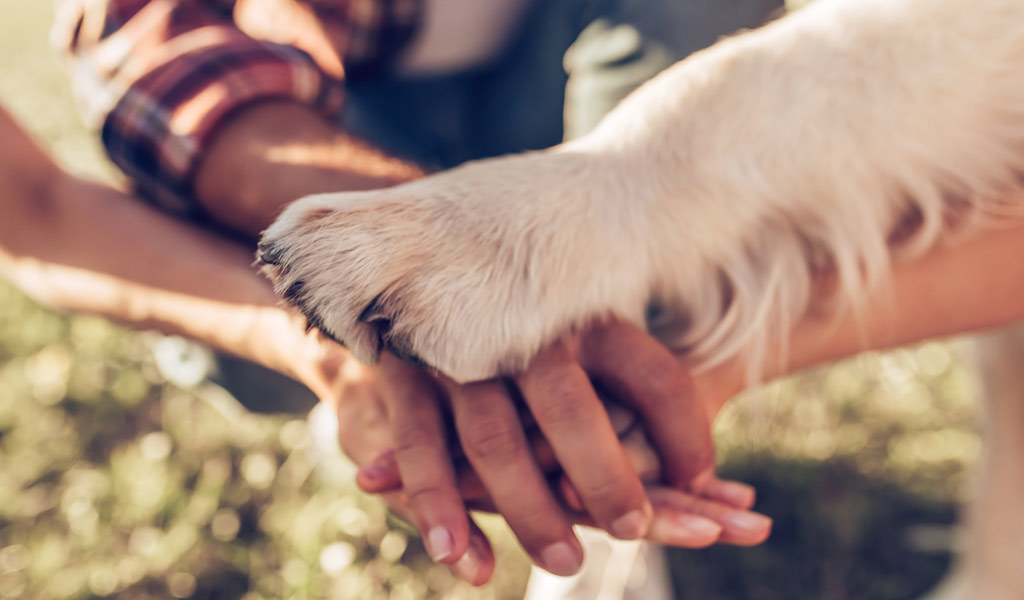 the-magic-effects-of-dogs
