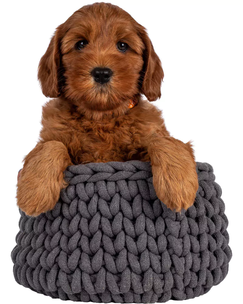 Cobberdog puppies hotsell